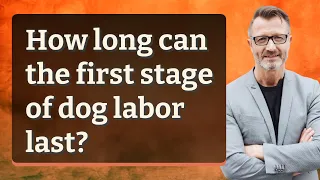 How long can the first stage of dog labor last?