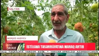 Salyanda istixanalarda yetişdirilən pomidor boldur