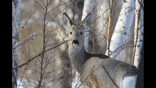 Охота на косулю ! Забайкальская губерния! Roe deer hunting! Trans-Baikal Province!