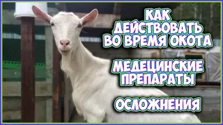 Окот козы. Проблемы во время окота. Медицинские препараты/Okot goats. Problems during lambing