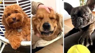 The Best DOG Videos of 2023 😂 Hilarious Dogs Compilation! 🐶