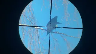 Охота на Ворону - Кроухантинг с пневматикой в Апреле. Crow Hunting 2022