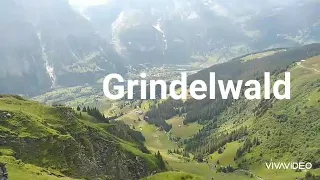 Flowers and plants of Grindelwald, Switzerland