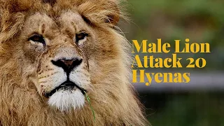 Male Lion Attacks 20 Hyenas 🥺🥺