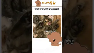 심쿵사 가능한 귀여운 동물 모음 55탄