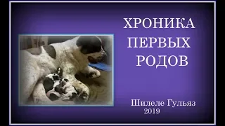 Хроника первых родов. Шилеле Гульяз. 2019