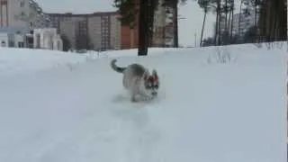 Щенок Хаски , Лео ,первый раз видит снег =)))