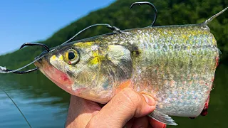 Dropping Baits For Big River Fish! (Non-Stop Action)