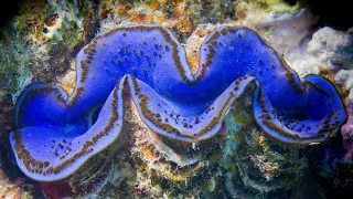 GIANT CLAM: Weighs up to 500 pounds | Oceana