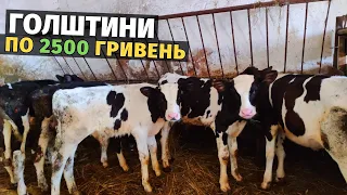 Викупив цілу ферму телят по 2500 гривень. Бізнес на биках в Україні! 2 сезон розпочато!