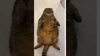 Fattest cat ever😂 #shorts #cats #cutecat