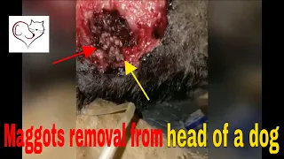 Maggots removal from head of dog