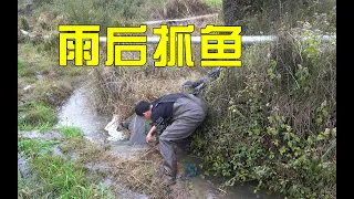 一夜大雨涨水了，阿琪河沟布置传统抓鱼工具，收获全是大货赚大了【农村阿琪】