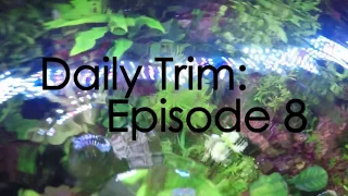 MY FAVORITE AQUARIUM PLANTS | DAILY TRIM 8