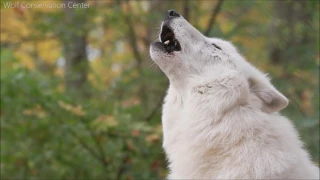 When Atka Howls, He Gives Soul to the Universe