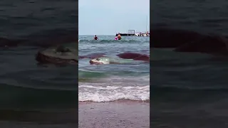 Russia. Karadag snake on the beach 🤣 with offspring