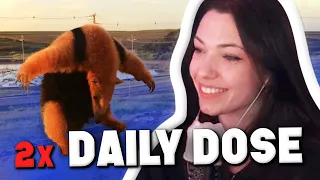 Ant Eater Wants To Fight! 😂 | Reved REAGIERT auf 2 Daily Dose