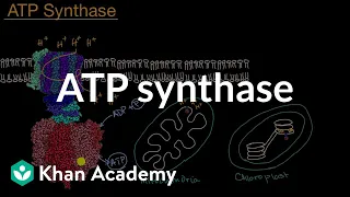 ATP synthase | Cellular energetics | AP Biology | Khan Academy