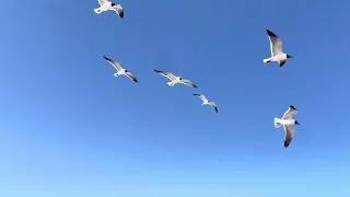 Birds @ Padre Island