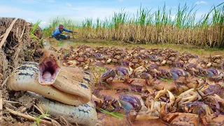 a fisherman skill catch lots of crabs and snails after rain in rice field harvest @ten fisherman