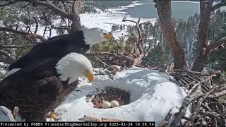 Anxiety in the nest FOBBV CAM Big Bear Bald Eagle Live Nest - Cam 1 / Wide View - Cam 2