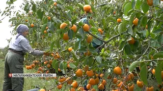 В Магарамкентском районе собирают урожай хурмы