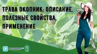 Трава окопник: описание, полезные свойства, применение