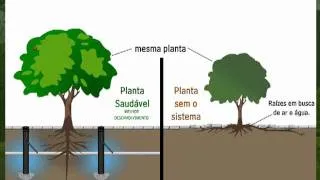 Raiz quebrando calçada nunca mais...