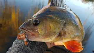 Jigging Worms For River / Creek CHUNKS! (Unexpected catch!)