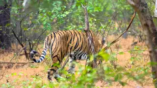 Time Lapse video of Tiger (Machli), India 2013