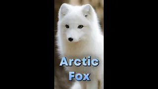 The Arctic Fox isn't white all year round!