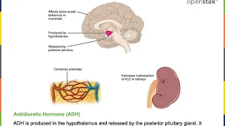 Endocrinology Part 2