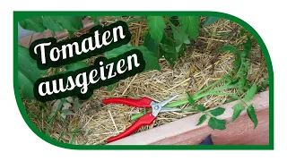 Tomaten richtig ausgeizen, düngen und pflegen für die reichliche Ernte