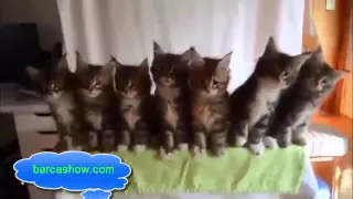 Funny Cats ► Crazy cats Videos Compilation december 2015 ► barcashow.com