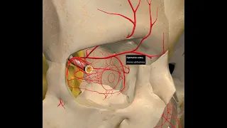 OPTIC CANAL | RELATION BETWEEN OPTIC NERVE & OPHTHALMIC ARTERY | 3D - ANATOMY | ORBITAL APEX