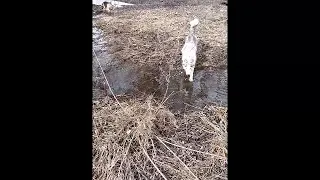 Бигль (Фредди) гонит зайца на заливе