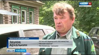 Уголовная ответственность - за вырубку нескольких деревьев в лесной глуши