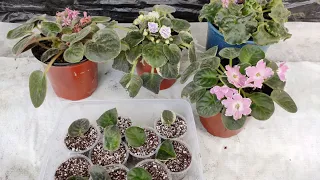 How To Clean African violet leaves and propagate