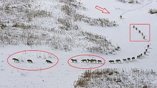 Wisst ihr, wie ein WOLFSRUDEL aufgebaut ist?