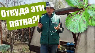 ПЯТНА на листьях клубники - это опасно?! Чем болеет клубника и как ее лечить