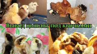 Вывод цыплят под тремя квочками / От начала до конца