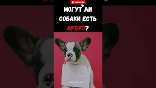 Могут ли собаки есть арбуз? #shorts