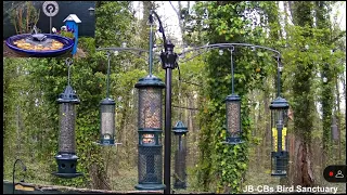 LIVE - PIP Daily Bird Chorus; Hummingbirds, Finches, Grosbeaks, Cardinals, Jays, Woodies, *No-Ads*