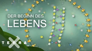 So faszinierend beginnt das Leben | Terra X