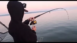 Westernport Bay Shark Fishing