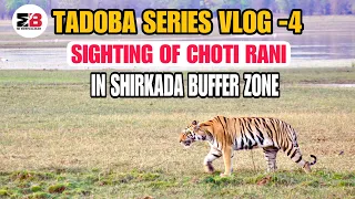 TADOBA | TIGER SIGHTING | SHIRKADA BUFFER ZONE