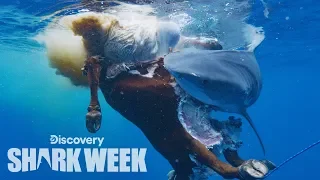 Sharks Devour Cow Carcass | Shark Week