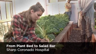 From Plant Bed to Salad Bar