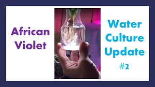 African Violet Water Culture & Yarn Culture - Update #2!!