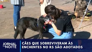 Cães resgatados nas enchentes que atingiram o RS foram adotados em Brasília